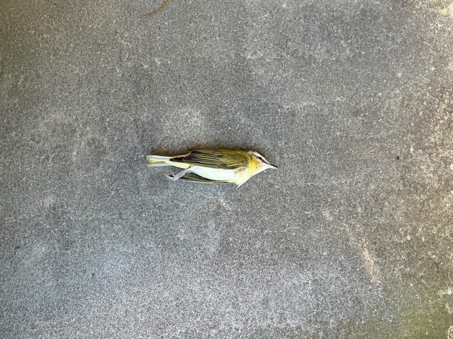dead-bird