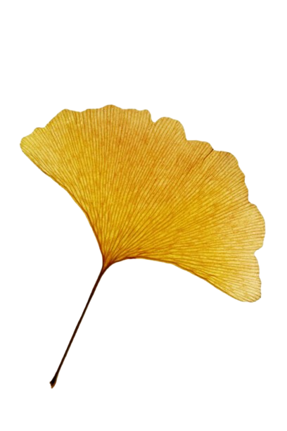 ginkgo leaf
