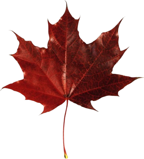 red maple leaf