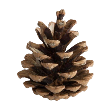 pinecone